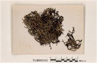 藏品(鬚梅花衣)的圖片